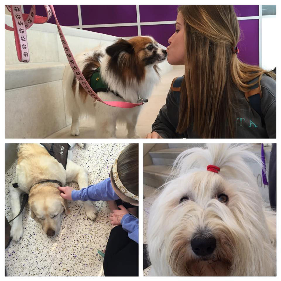 Therapy dogs hosted by the TCU Library during finals to provide stress relief for students.
